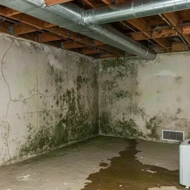 Professional Mold Removal in Bradley, ME